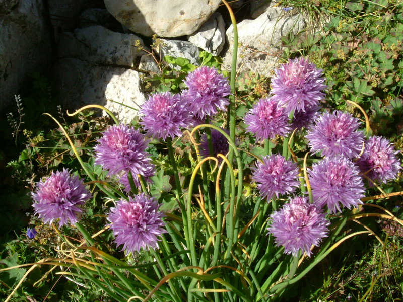 Allium schoenoprasum / Aglio ungherese, Erba cipollina